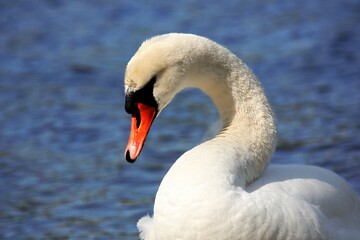 Swan close-up