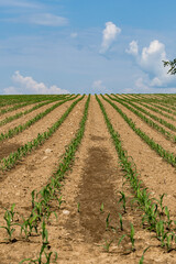 Fototapeta na wymiar View of corn farm agricultural field against sky. Symmetrical geometries on a recently sown field.