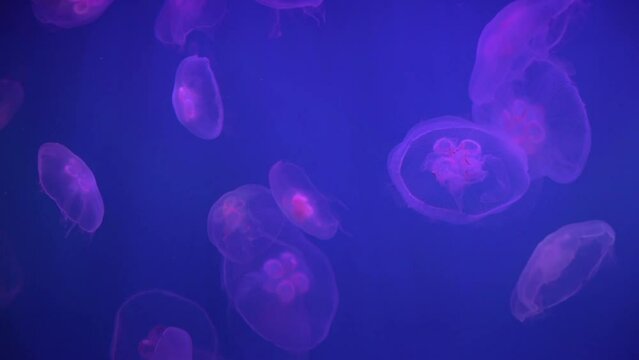 jellyfish swim in an aquarium in blue neon light underwater