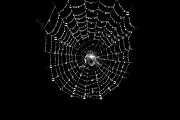spider web isolated created with Generative AI technology