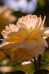 Fototapeta premium yellow rose flower