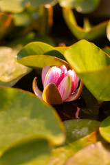 pink lotus flower in water