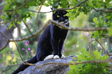 Obraz premium Black and white cat hiding behind a tree