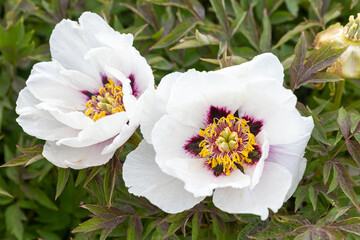 A fragrant spring peony with perfectly white leaves and a dark burgundy colored center with yellow pollen. Beautiful fresh flower with juicy green foliage, unpretentious plant for the garden.