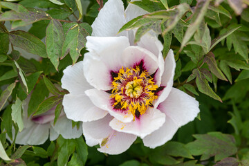 Obraz na płótnie Canvas A fragrant spring peony with perfectly white leaves and a dark burgundy colored center with yellow pollen. Beautiful fresh flower with juicy green foliage, unpretentious plant for the garden.
