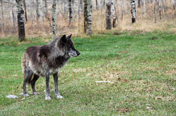 Fototapeta premium Wolfdog on the clearing - Canada
