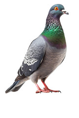Fototapeta premium close up of a pigeon isolated on a transparent background