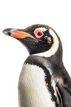 close up of a penguin isolated on a transparent background