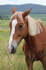 cavallo al pascolo