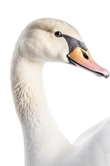close up of a swan isolated on a transparent background