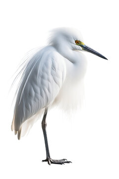 close up of a snowy egret isolated on a transparent background