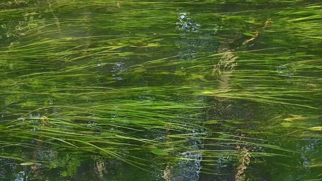 green wavy rushes in streaming water with three reflections - typha 