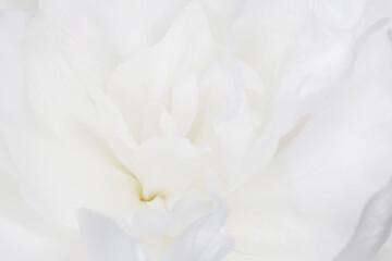close up of beautiful white peony
