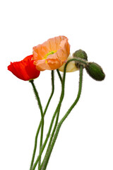 Poppy flowers in various colors