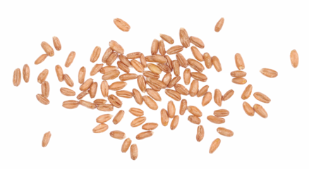 Organic peeled spelt grains isolated on white, top view