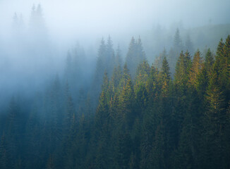 Forests of Apuseni Mountains