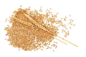Organic peeled spelt grains and ear of wheat isolated on white, top view