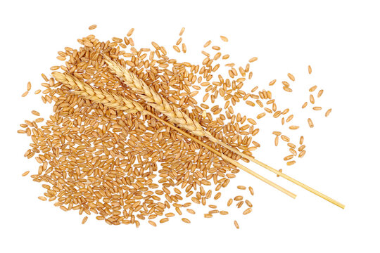 Organic peeled spelt grains and ear of wheat isolated on white, top view