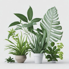 plantas decorativas