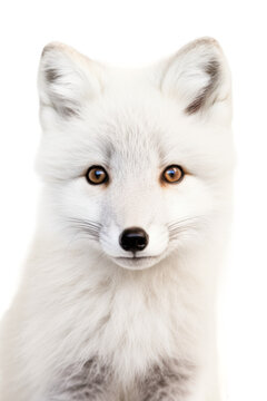 close up of a arctic fox isolated on a transparent background