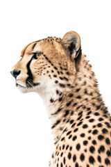 close up of a cheetah isolated on a transparent background