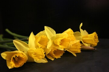 Obraz premium Bouquet of narcissus 