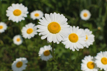 Fototapeta premium White daisies grow on a green meadow