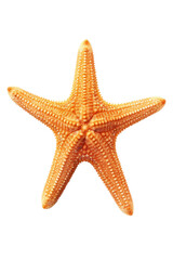 close up of a starfish isolated on a transparent background