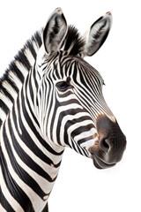 close up of a zebra isolated on a transparent background
