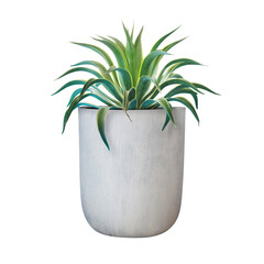Variegated Agave desmettiana Agave Plant in Grey Clay Pot Isolat