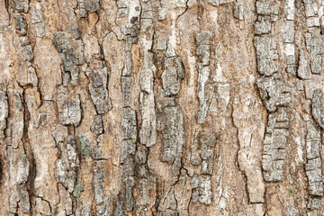 Photo of tree trunk