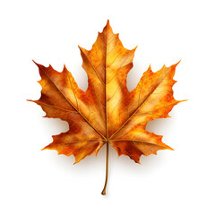Fototapeta premium Autumn maple leaf isolated on white background