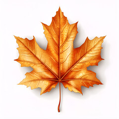 Obraz premium Autumn maple leaf isolated on white background