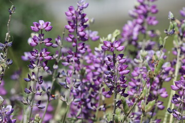 Silver Bush Lupine, Lupinus Albifrons Variety Albifrons, displaying springtime blooms in the San Rafael Mountains, a native perennial monoclinous shrub with raceme inflorescences.