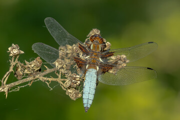 Closeup beautiful dragonfly insect macro wings nature-colorful