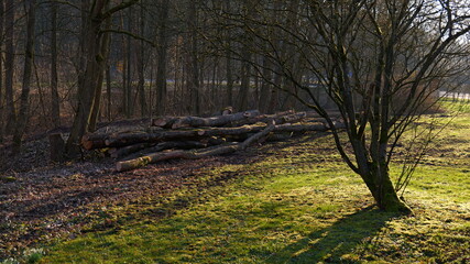 Schatten eines Baumes