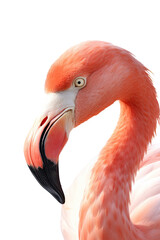 close up of a flamingo isolated on a transparent background