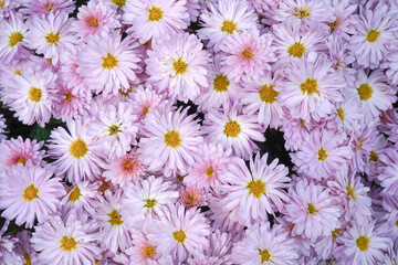 pink daisies flower background