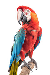 Obraz premium close up of a macaw isolated on a transparent background
