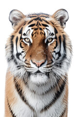 Obraz premium close up of a tiger isolated on a transparent background