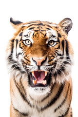 Fototapeta premium close up of a tiger isolated on a transparent background