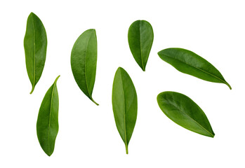Fresh green leaves isolated on transparent background. Abstract leaf as an element for design.
