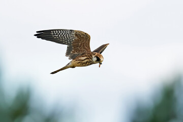 Red-footed falcon (Falco vespertinus)