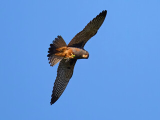 Red-footed falcon (Falco vespertinus)