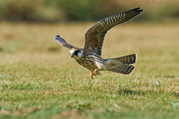 Red-footed falcon (Falco vespertinus)