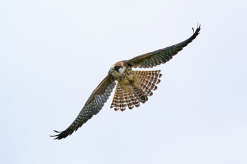 Red-footed falcon (Falco vespertinus)