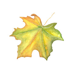 Fototapeta premium Fading autumn maple leaf.