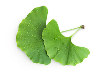 Green ginkgo biloba leaves with water drop isolated on white background. Top view. Flat lay
