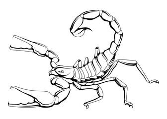 Scorpio. Vector illustration of a sketch astrology Zodiac horoscope. Formidable tentacles with claws, a sharp poisonous sting at the tip of the tail