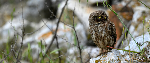 Little Owl // Steinkauz (Athene noctua)